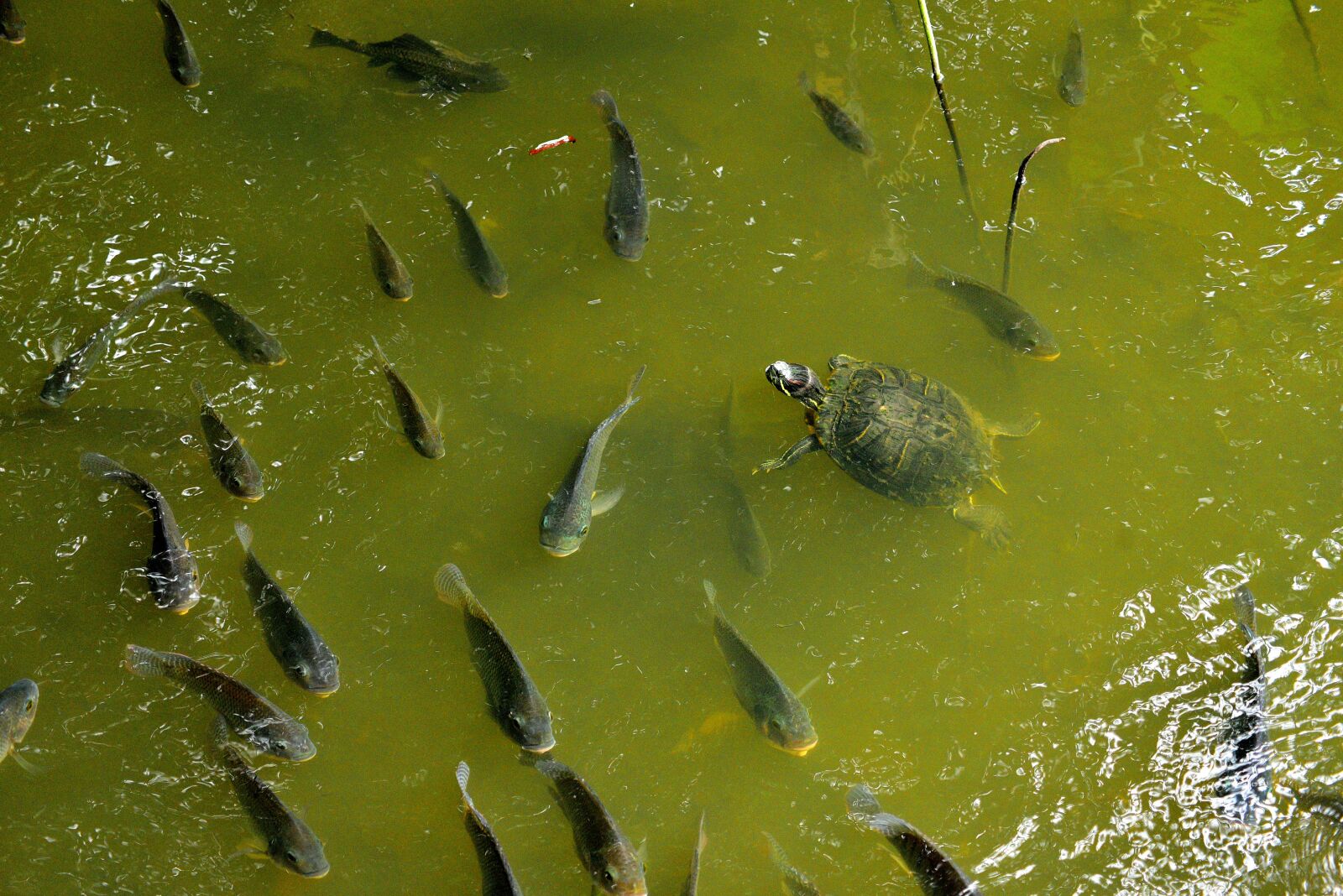 Nikon D750 sample photo. Fish, shoal of fish photography