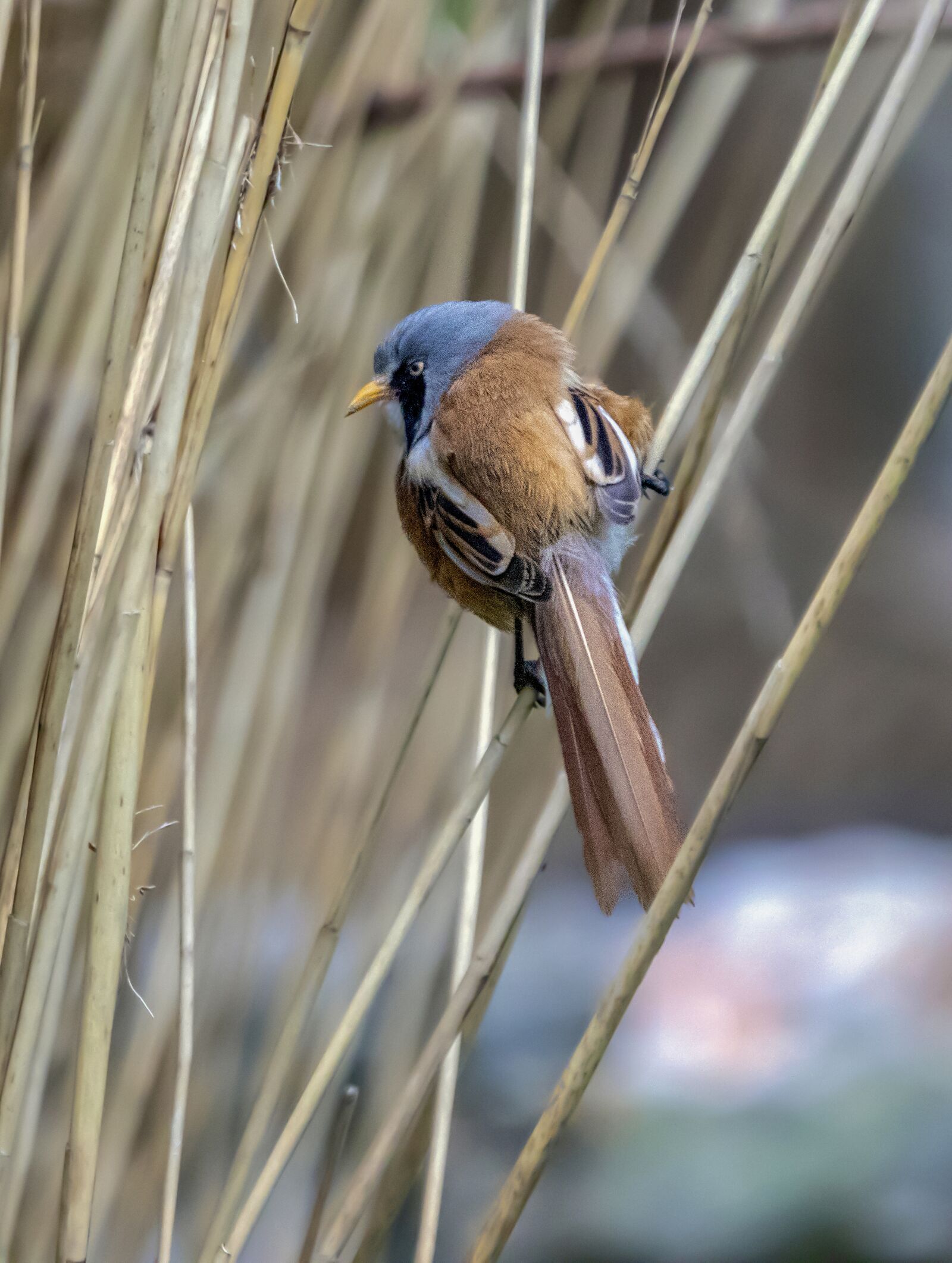 Sigma 100-400mm F5-6.3 DG OS HSM sample photo. Bearded-reedling, bird, wing photography