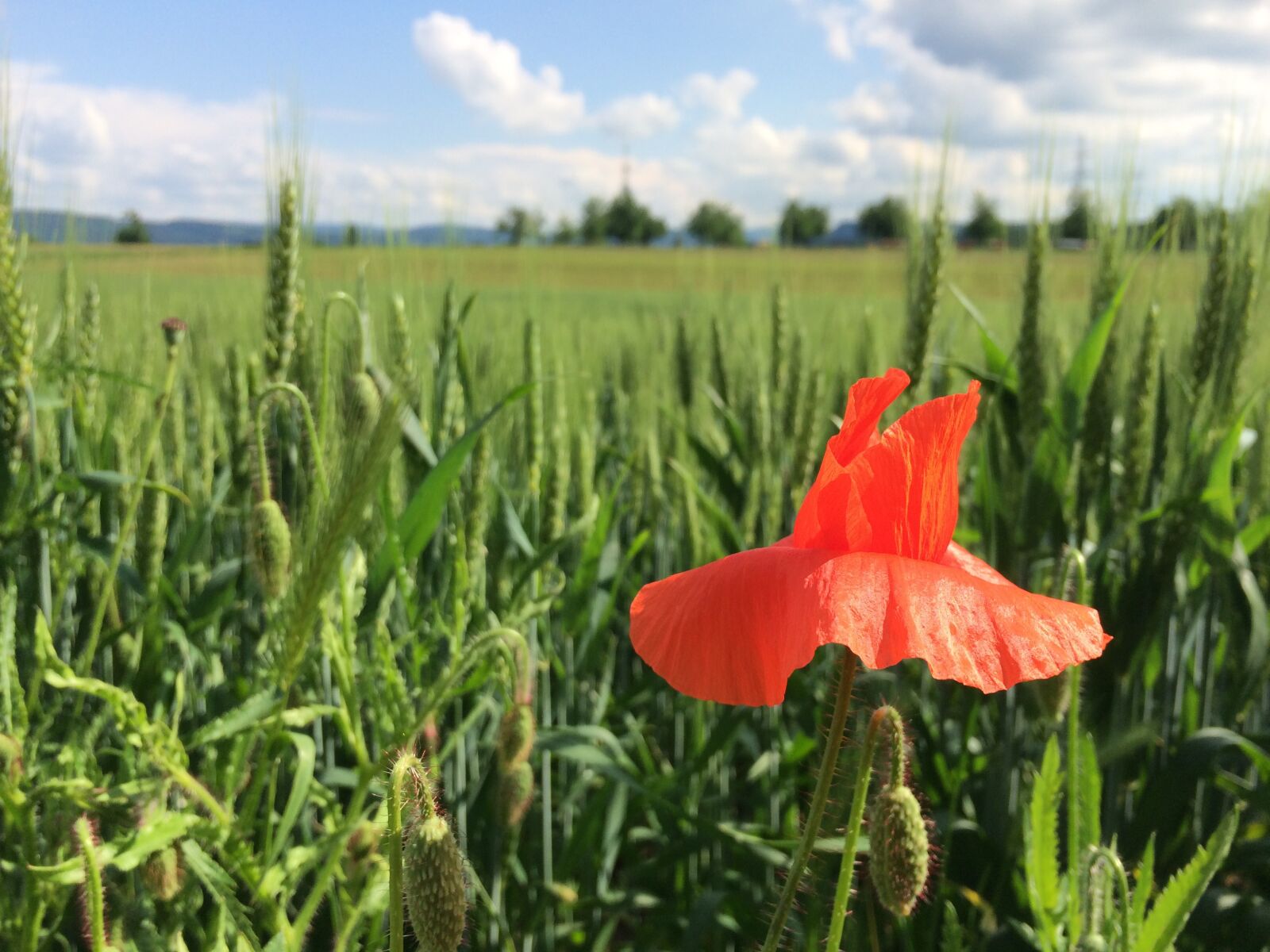 iPhone 5s back camera 4.15mm f/2.2 sample photo. Brother wood, basel, switzerland photography