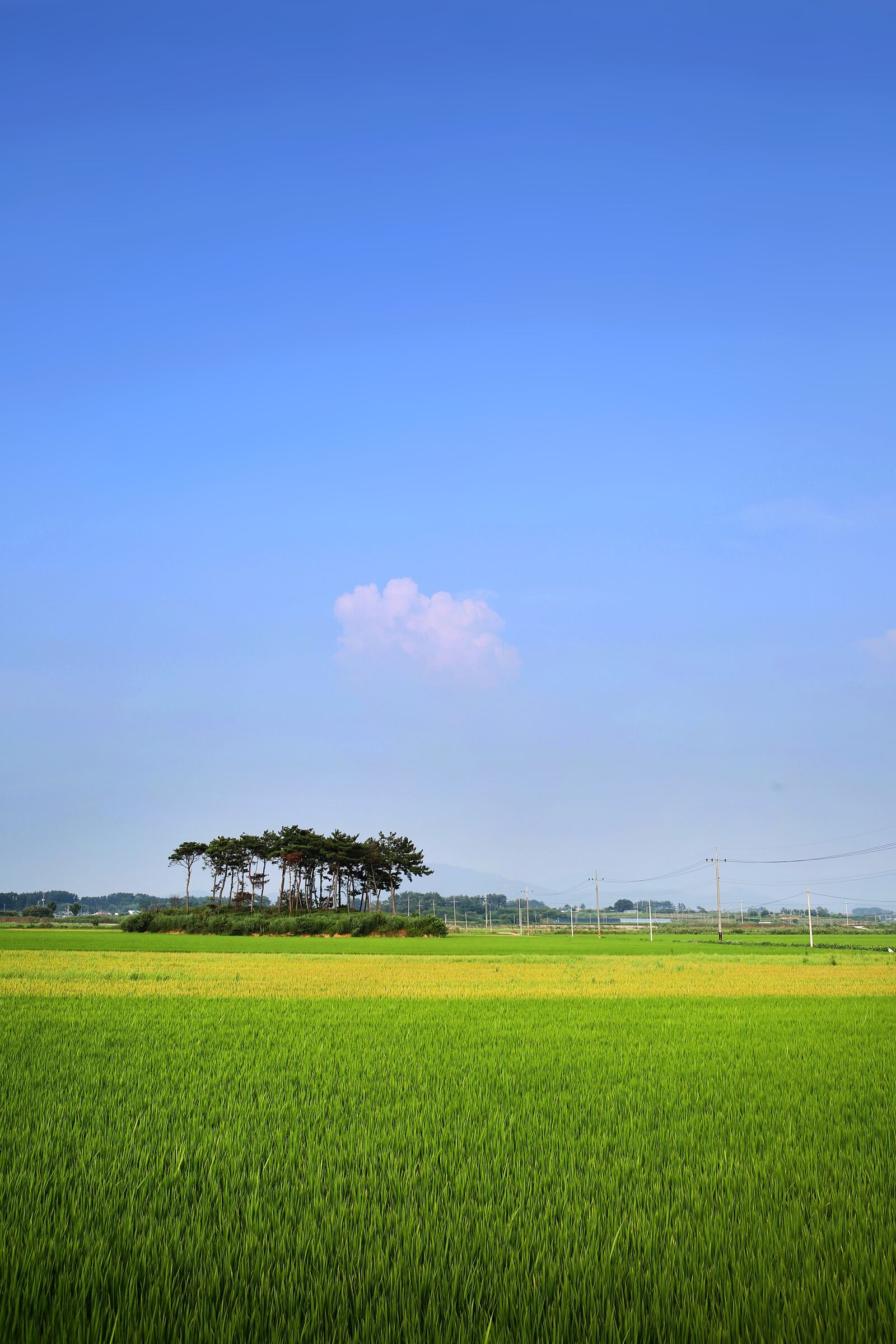 Canon EOS 5D Mark III sample photo. Rice paddies, ch, rural photography