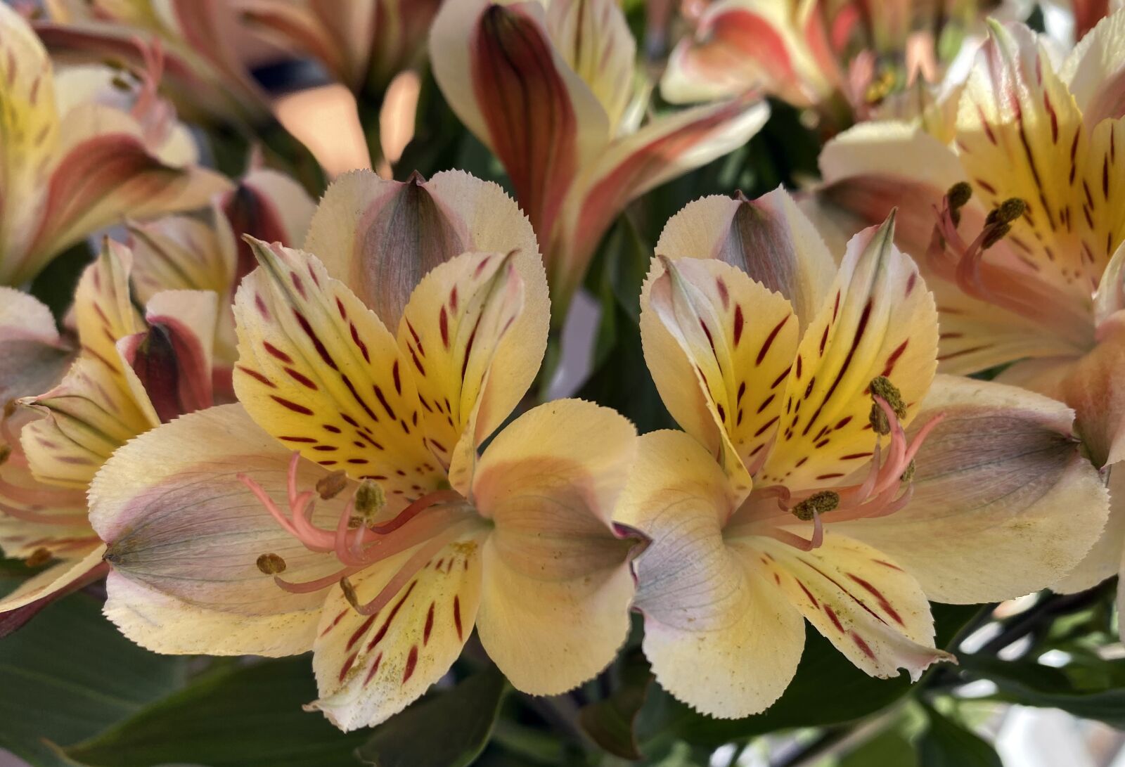 Apple iPhone 11 sample photo. Peruvian lily, flower, nature photography