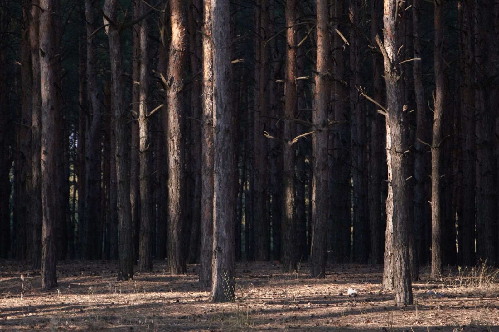 Canon EOS 700D (EOS Rebel T5i / EOS Kiss X7i) sample photo. Forest, nature, pines, sunny photography