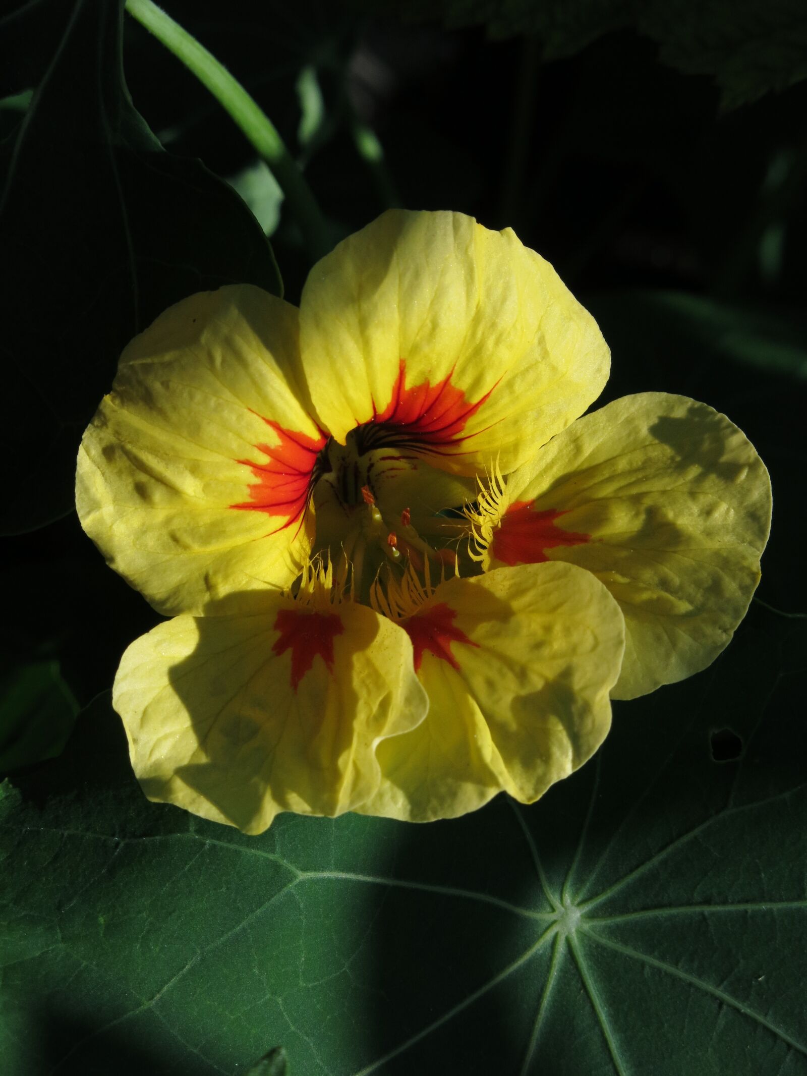 Canon PowerShot G15 sample photo. Nasturtium, medicinal plant, inca photography