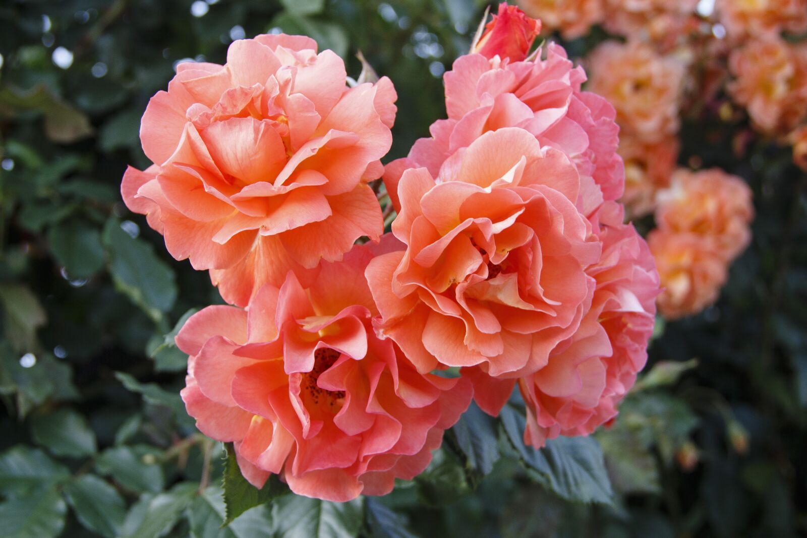 Canon EOS 650D (EOS Rebel T4i / EOS Kiss X6i) sample photo. Bouquet, roses, tender rose photography