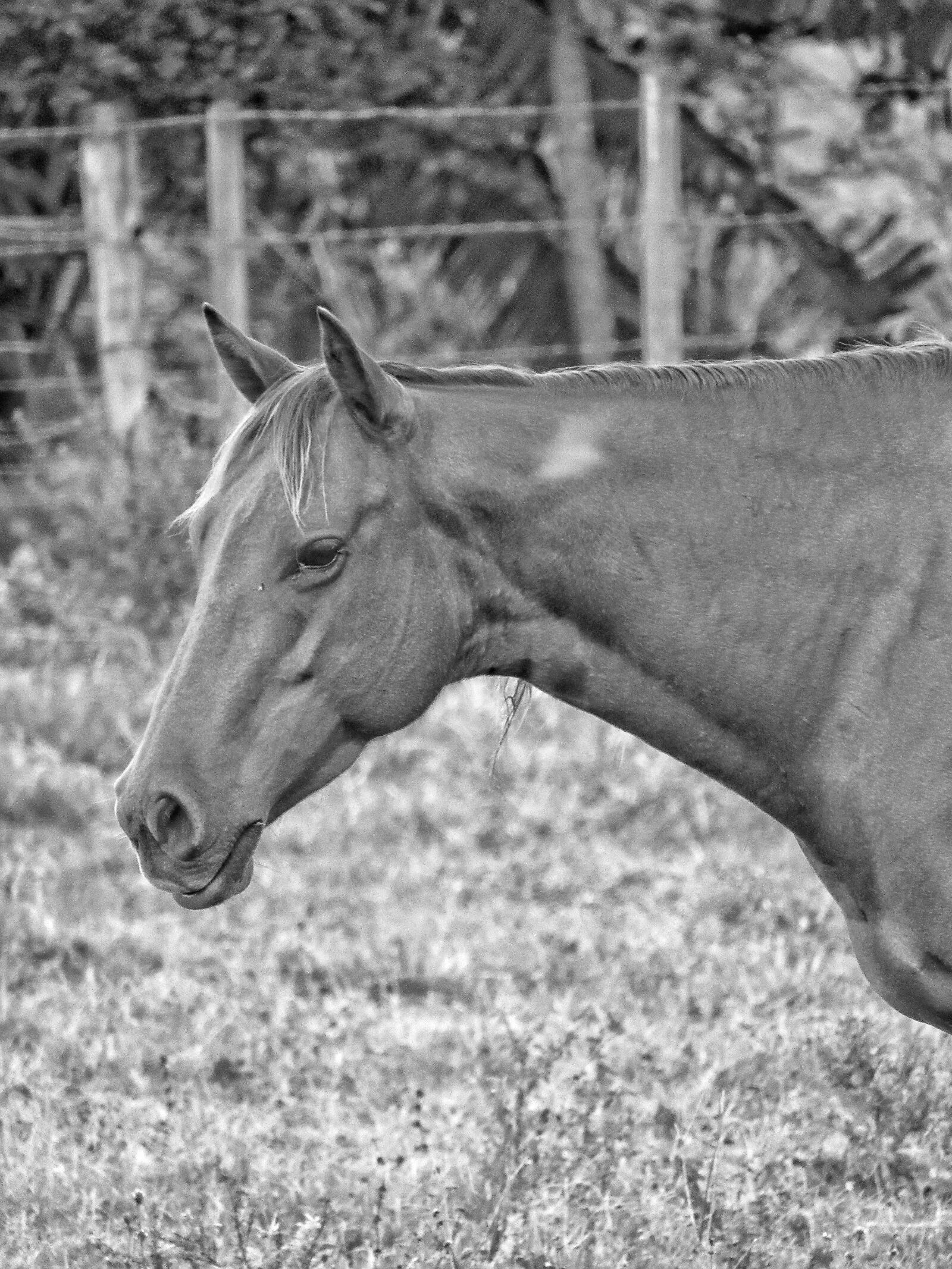 Canon PowerShot SX530 HS sample photo. Horse, animal, farm photography