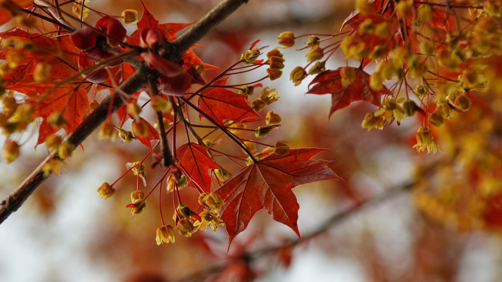 Sony Alpha DSLR-A350 sample photo. Maple, leaf, leaves photography
