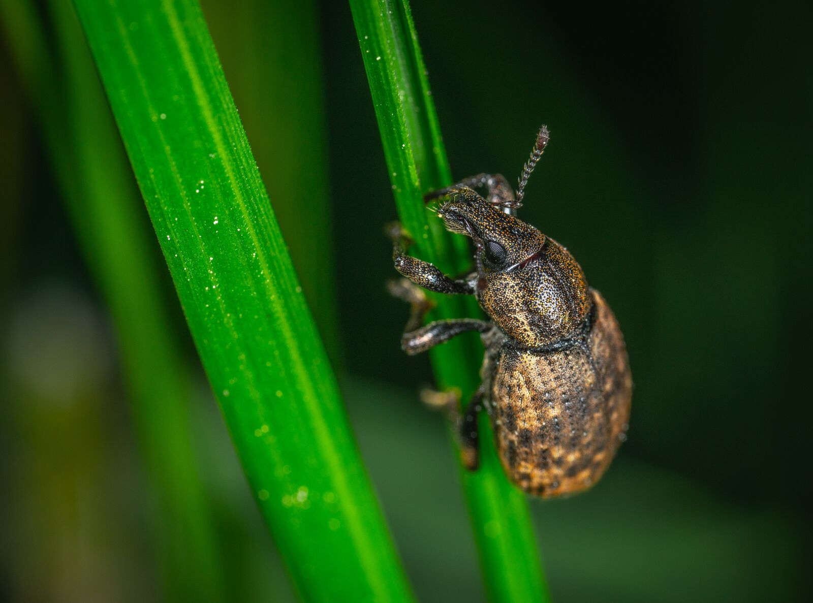 Sony a7R II sample photo. Macro, insect, beetle photography