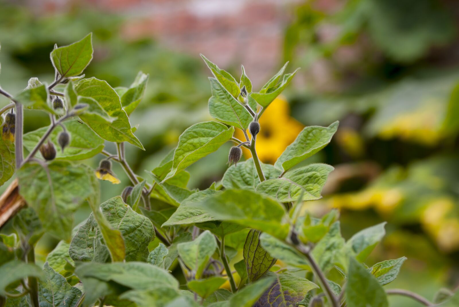 Nikon D60 sample photo. Fruit, flower, field photography