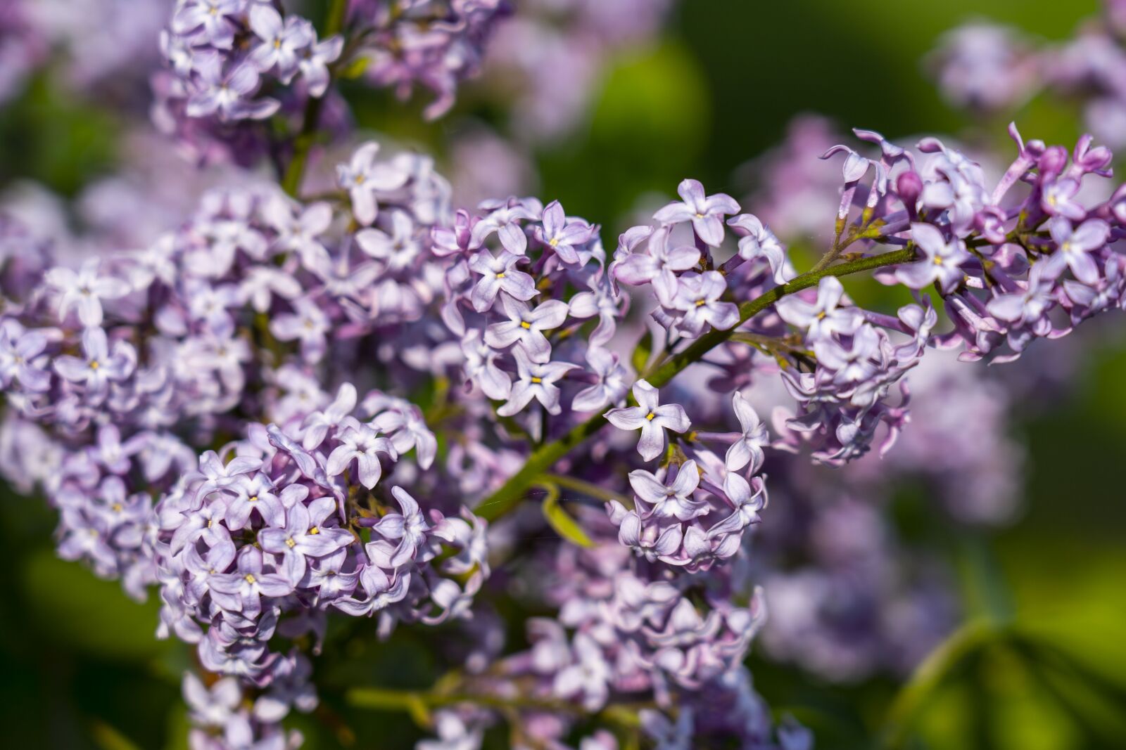 Sony FE 24-105mm F4 G OSS sample photo. Lilac, flower, spring photography