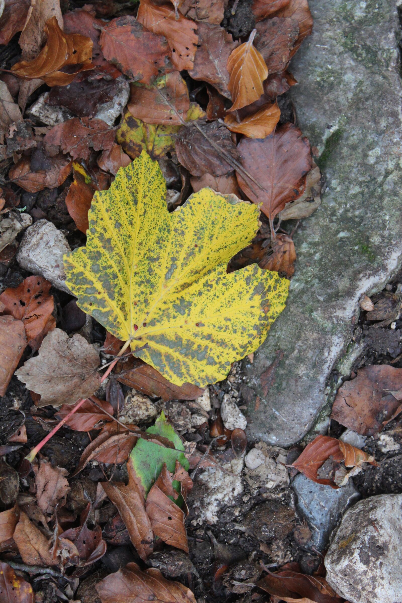 Canon EOS 600D (Rebel EOS T3i / EOS Kiss X5) sample photo. Fall, leaves, autumn leaf photography