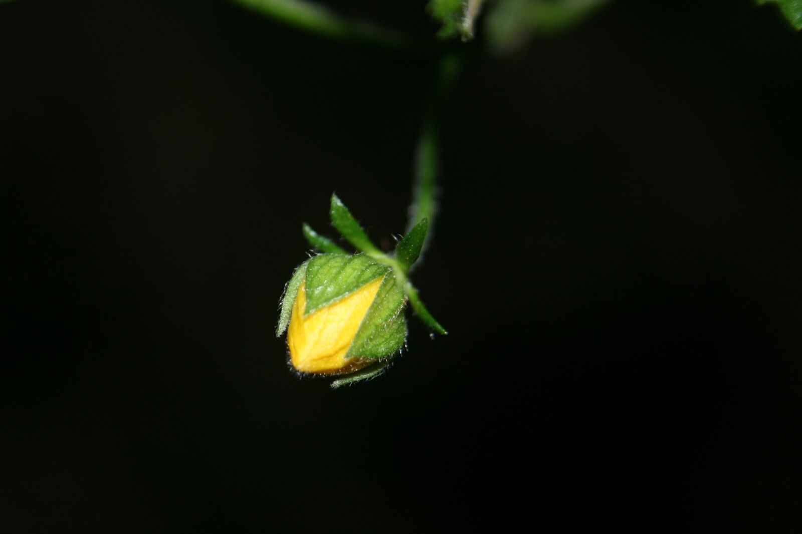 Canon EOS 400D (EOS Digital Rebel XTi / EOS Kiss Digital X) sample photo. Plant, flower, yellow photography