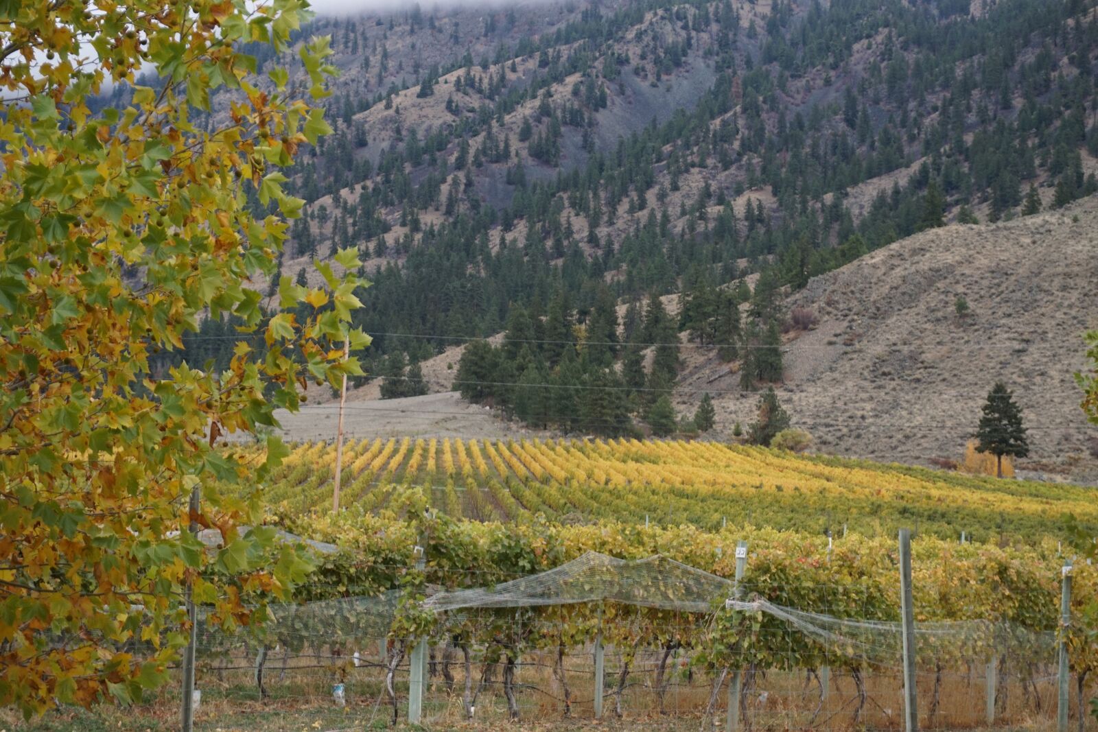Sony E 16-50mm F3.5-5.6 PZ OSS sample photo. Wine, wine making, osoyoos photography