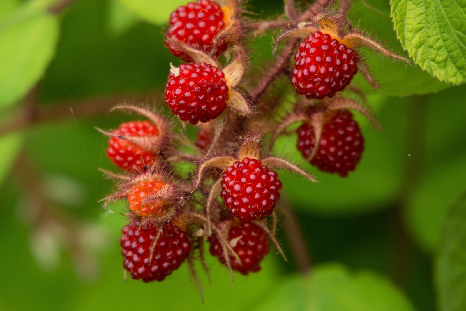 Sony SLT-A77 sample photo. Raspberry, red, summer photography