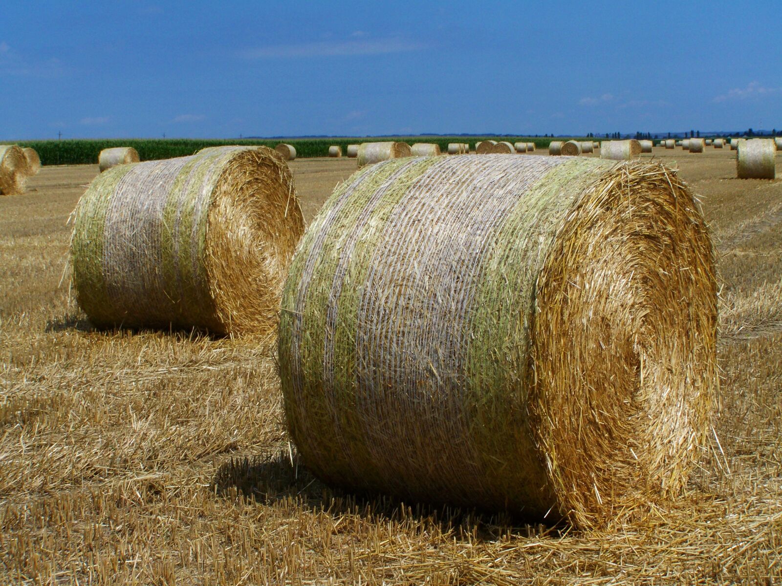 Kodak EASYSHARE ZD710 ZOOM DIGITAL CAMERA sample photo. Straw bales, harvested crops photography