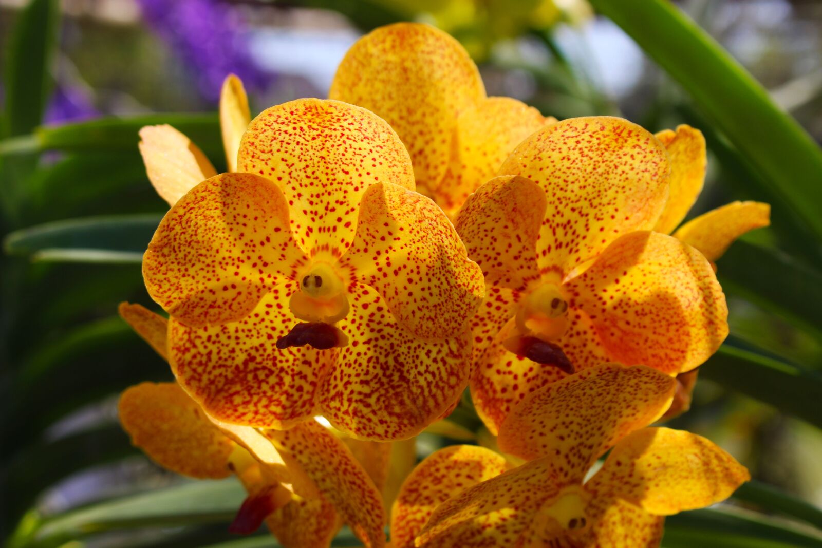 Canon EOS 700D (EOS Rebel T5i / EOS Kiss X7i) sample photo. Orchid, flower, floral photography