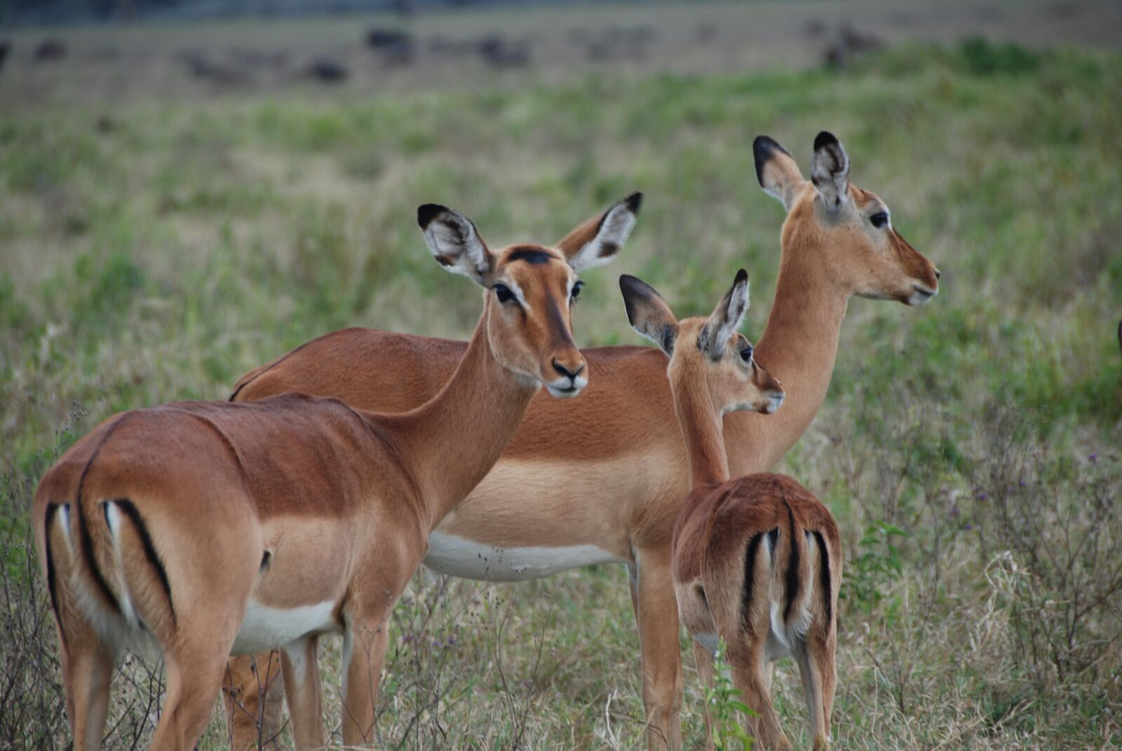 Nikon D80 sample photo. Impala, africa, antelope photography