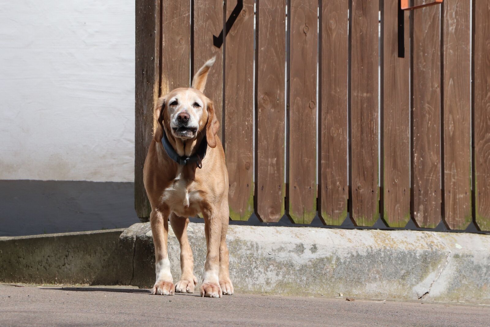 Canon EF-S 18-135mm F3.5-5.6 IS USM sample photo. Dog, animal, portrait photography