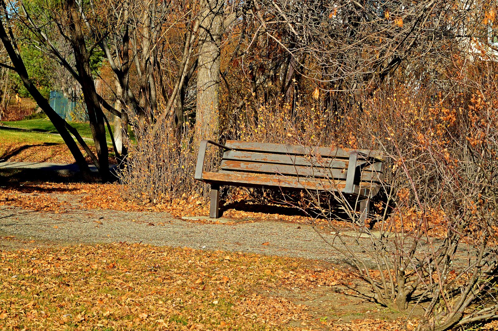 Nikon D3200 sample photo. Park, bench, rustic photography
