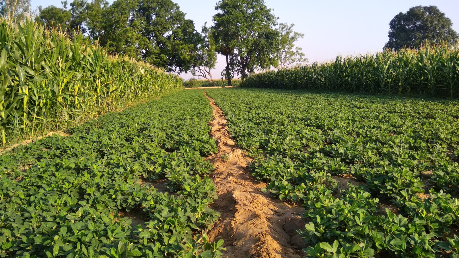 Xiaomi Redmi 5A sample photo. Greenfield, grass, tree photography