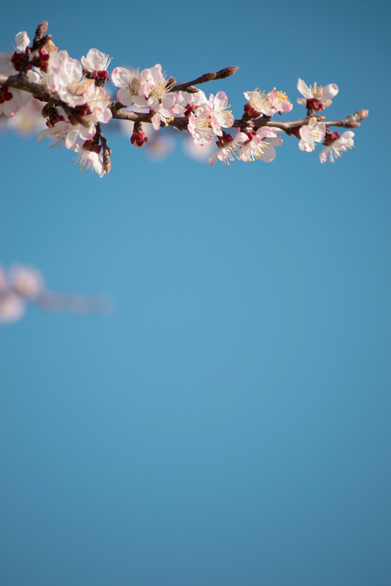 Nikon D3100 sample photo. Pink, cherry, branch photography