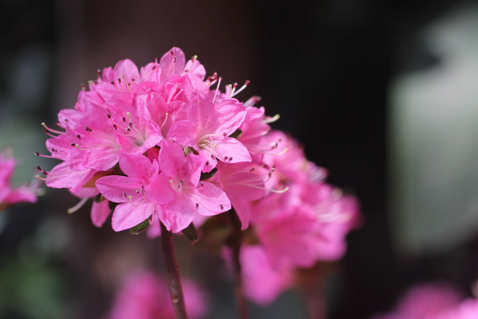 Canon EF 50mm F2.5 Macro sample photo. Flowers, pink, spring photography