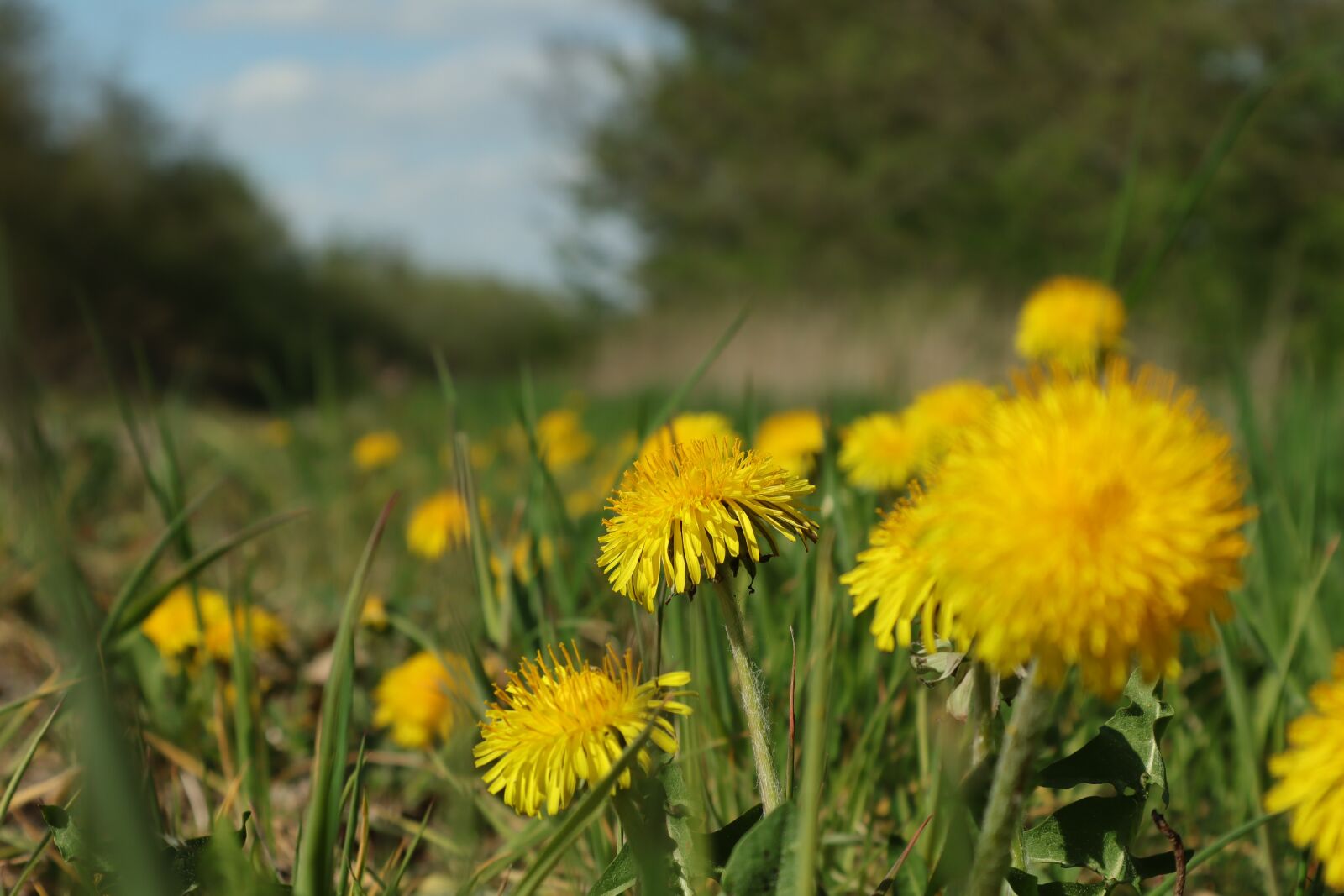 Canon EOS M50 (EOS Kiss M) sample photo. Dandelion, flower, nature photography