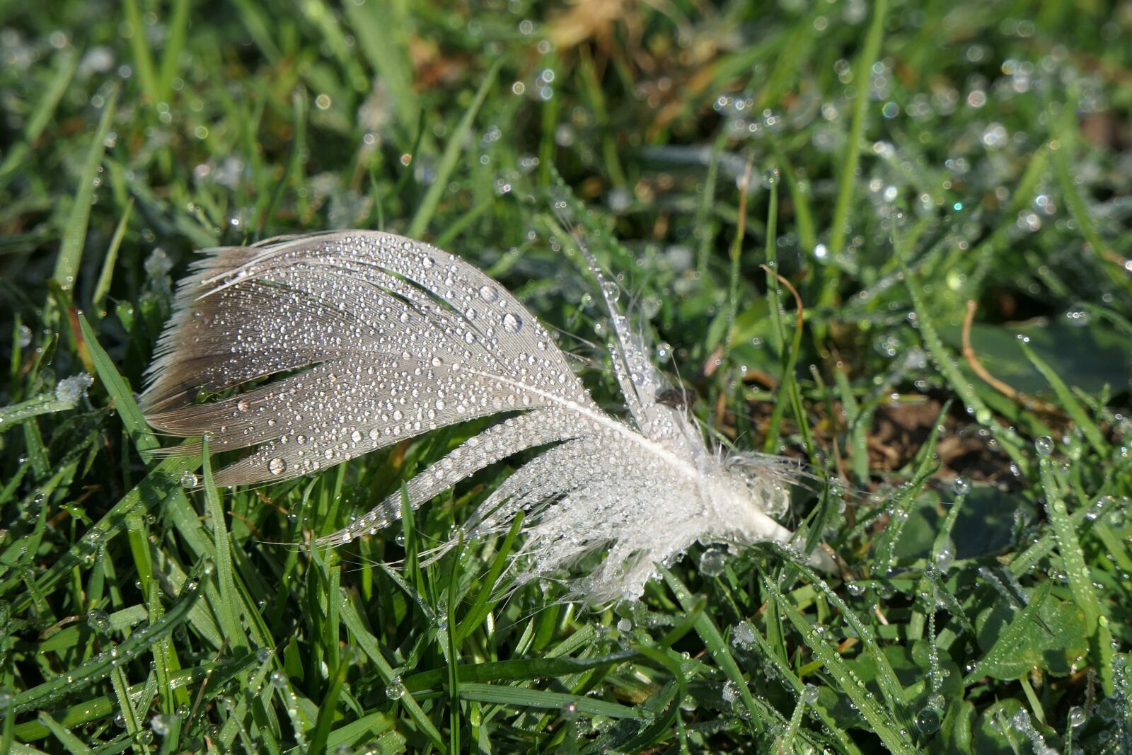Panasonic Lumix DMC-FZ2500 (Lumix DMC-FZ2000) sample photo. Feather, wet, morgentau photography