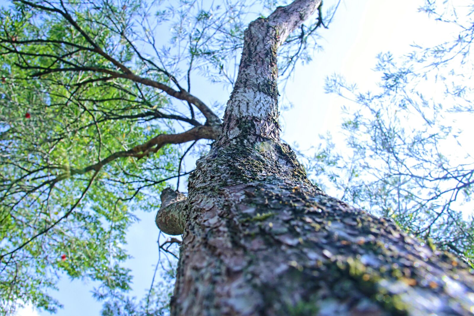 Canon EF-S 18-200mm F3.5-5.6 IS sample photo. The tree, forest, nature photography