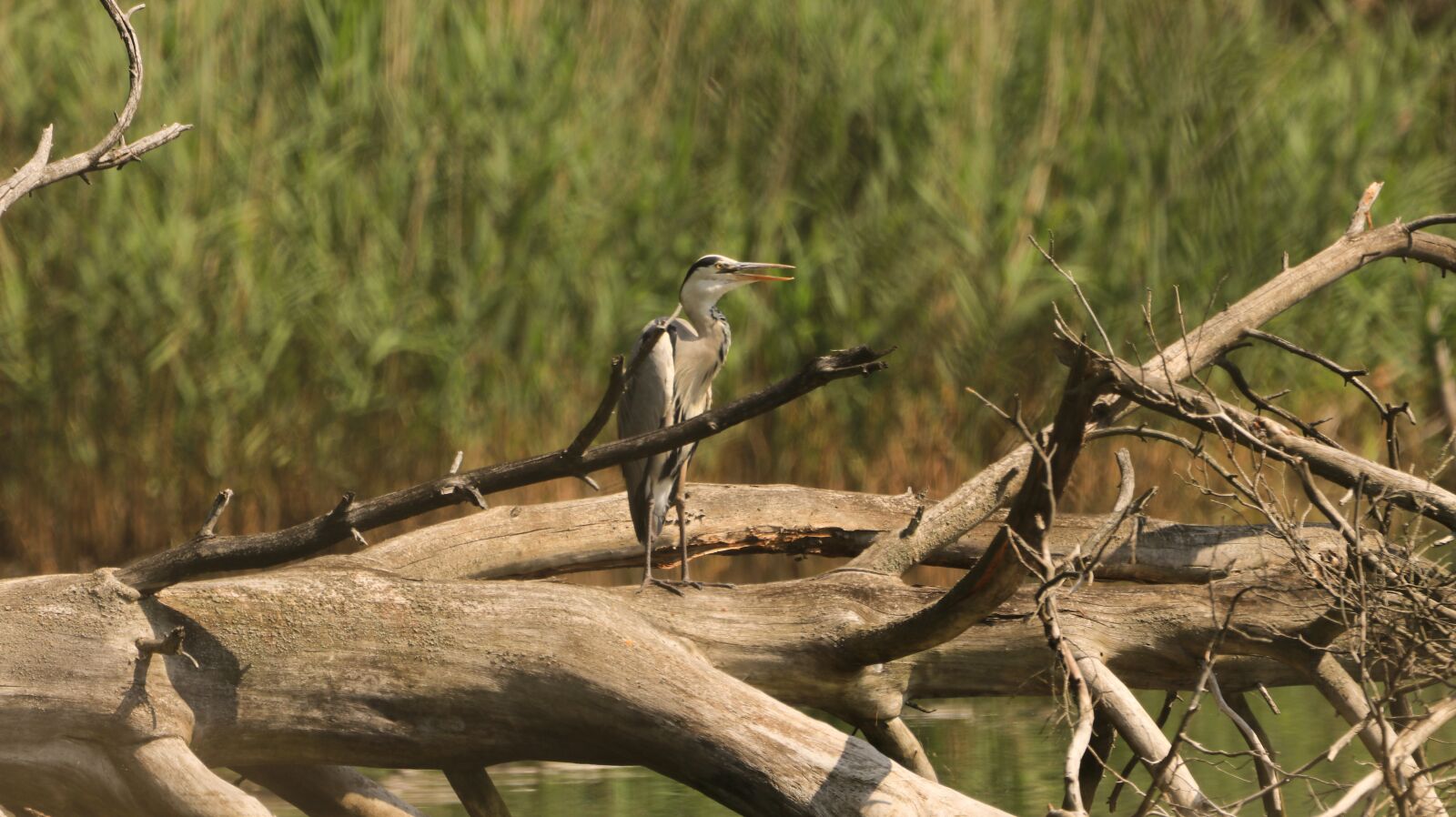 150-600mm F5-6.3 DG OS HSM | Contemporary 015 sample photo. Heron, lake, tree photography