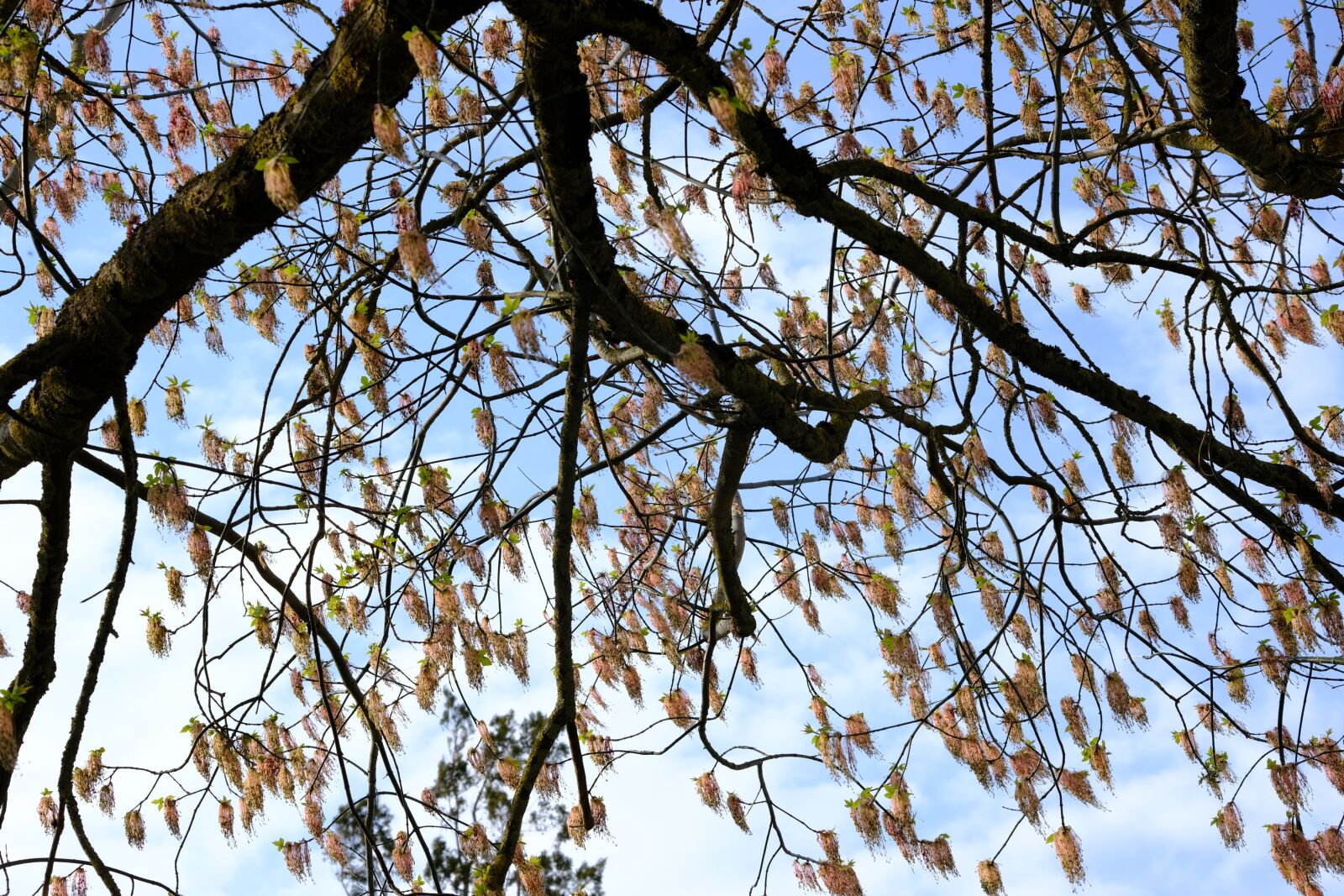 Fujifilm X-T2 + Fujifilm XF 55-200mm F3.5-4.8 R LM OIS sample photo. Aesthetic, tree, blossom photography