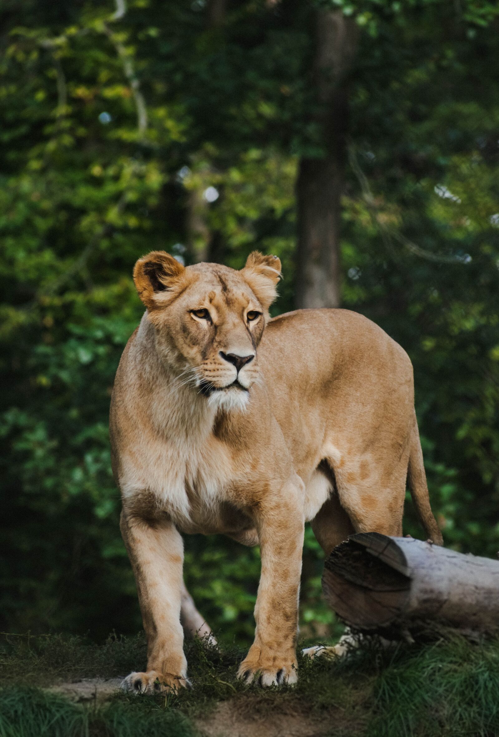 Nikon D5600 sample photo. The lion, lioness, zoo photography