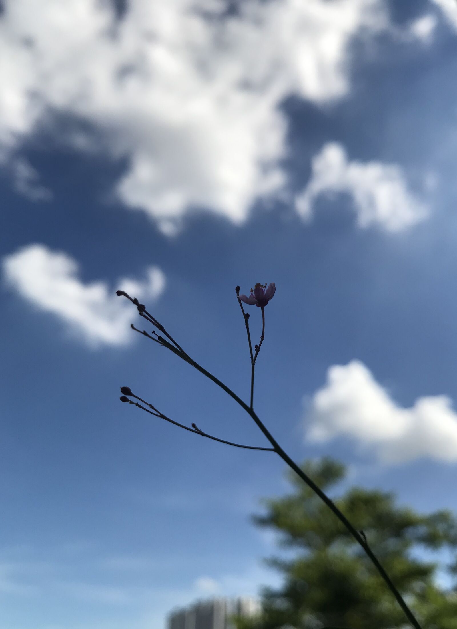 iPhone 7 back camera 3.99mm f/1.8 sample photo. Tiny, flower, nature photography
