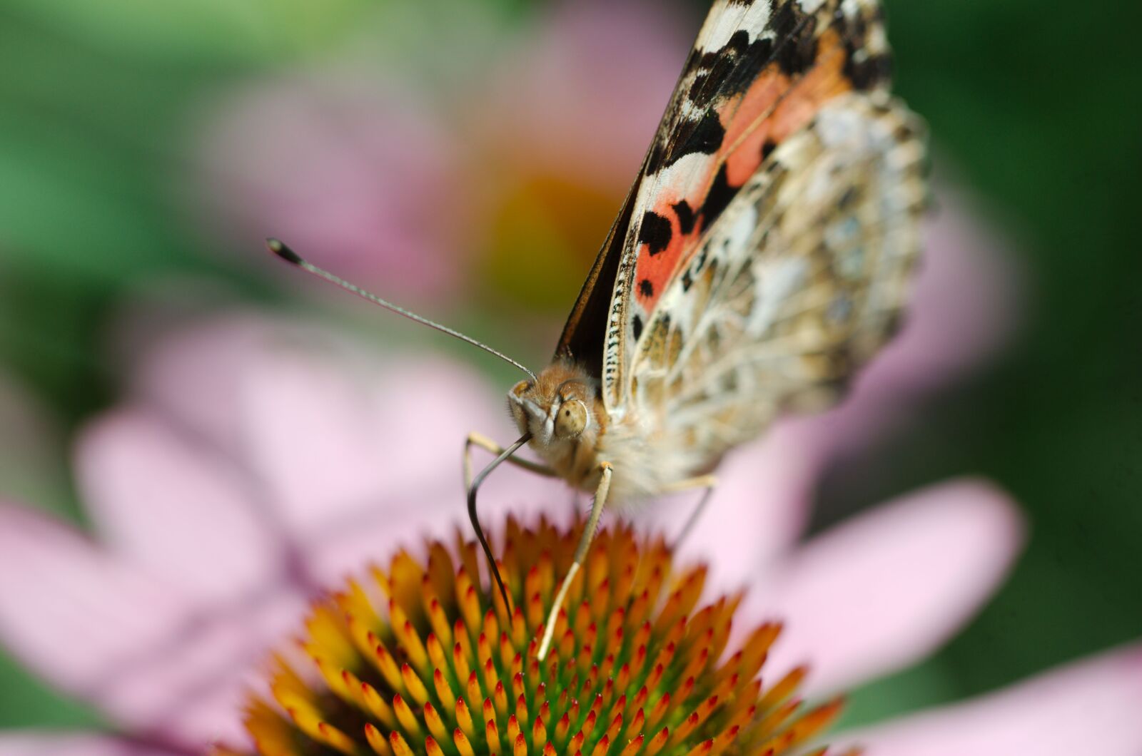 Nikon D7000 sample photo. Nature, insect, butterfly photography