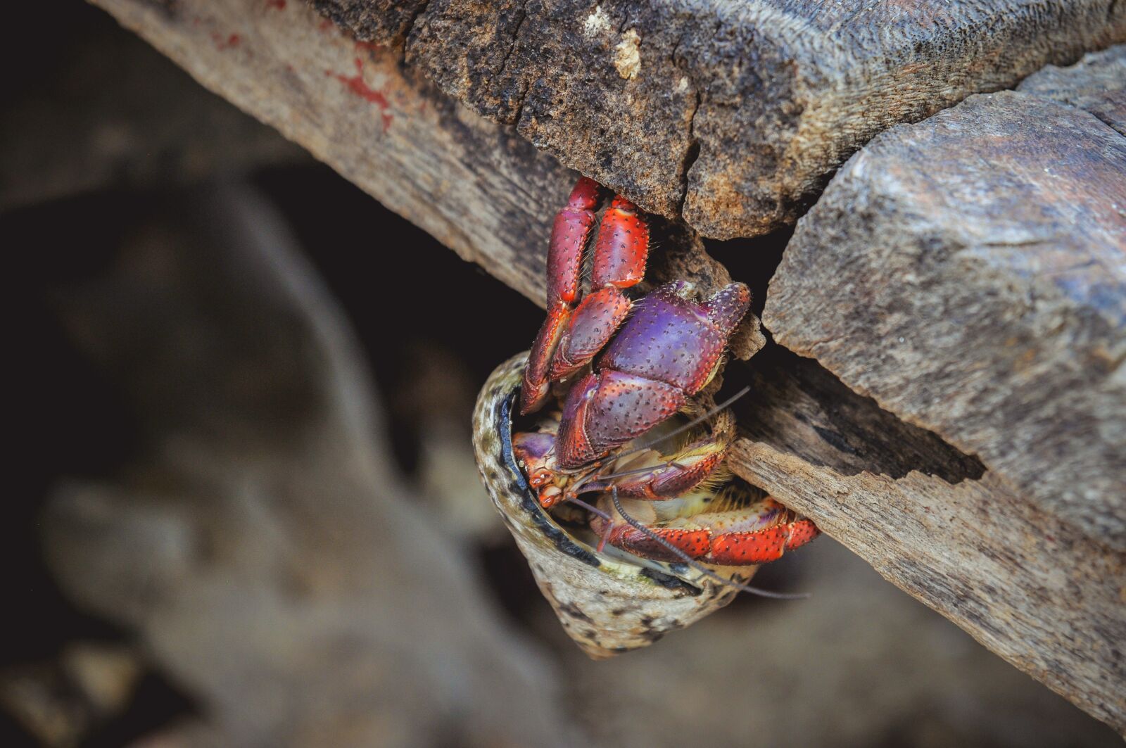 Nikon D300 sample photo. Nature, animal world, animal photography