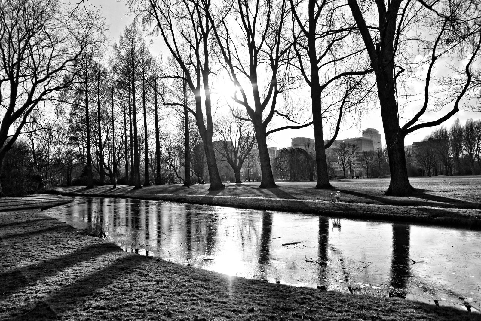 Nikon D750 sample photo. Park, landscape, pond photography