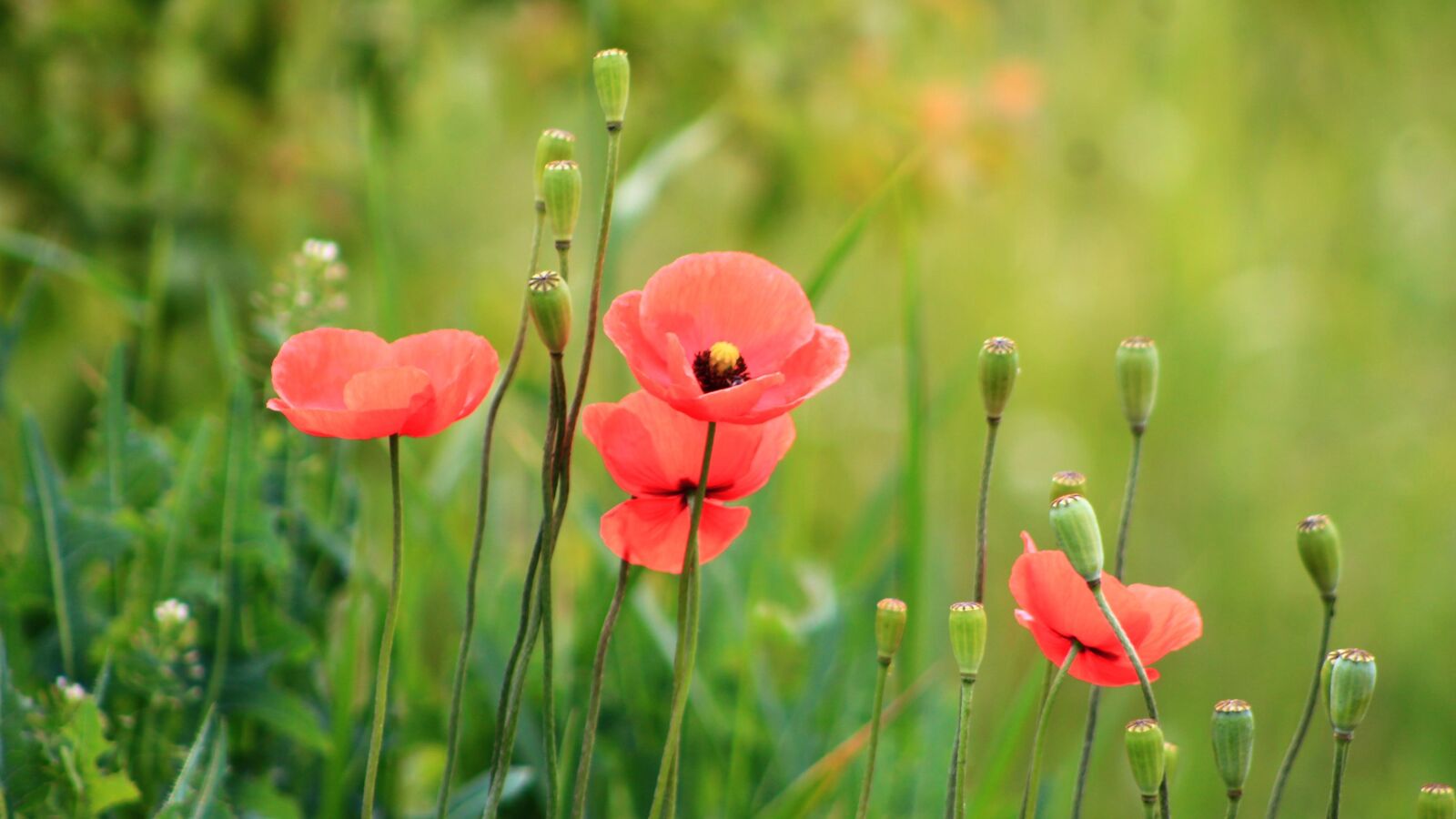 Canon EOS 4000D (EOS Rebel T100 / EOS 3000D) sample photo. Nature, plants, poppies photography
