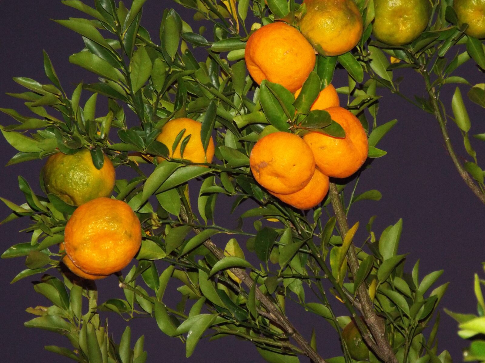 Fujifilm FinePix S8200 sample photo. Bergamot, tangerine, fruit photography