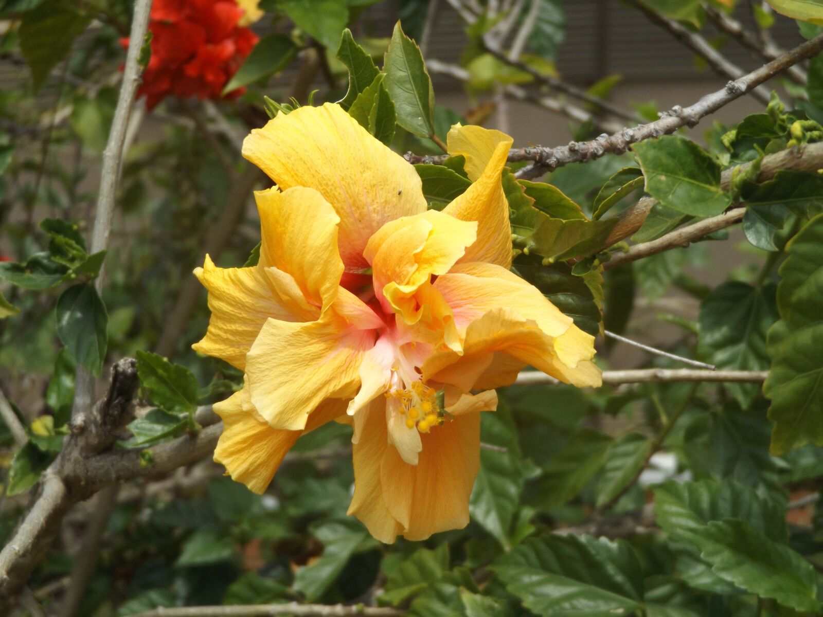 Fujifilm FinePix S8600 sample photo. Flower, nature, flowers photography