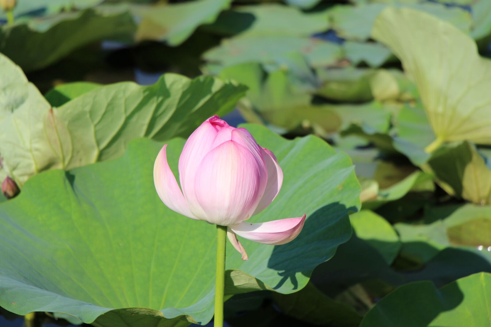 Canon EOS 700D (EOS Rebel T5i / EOS Kiss X7i) sample photo. Changchun, jingyuetan, lotus photography