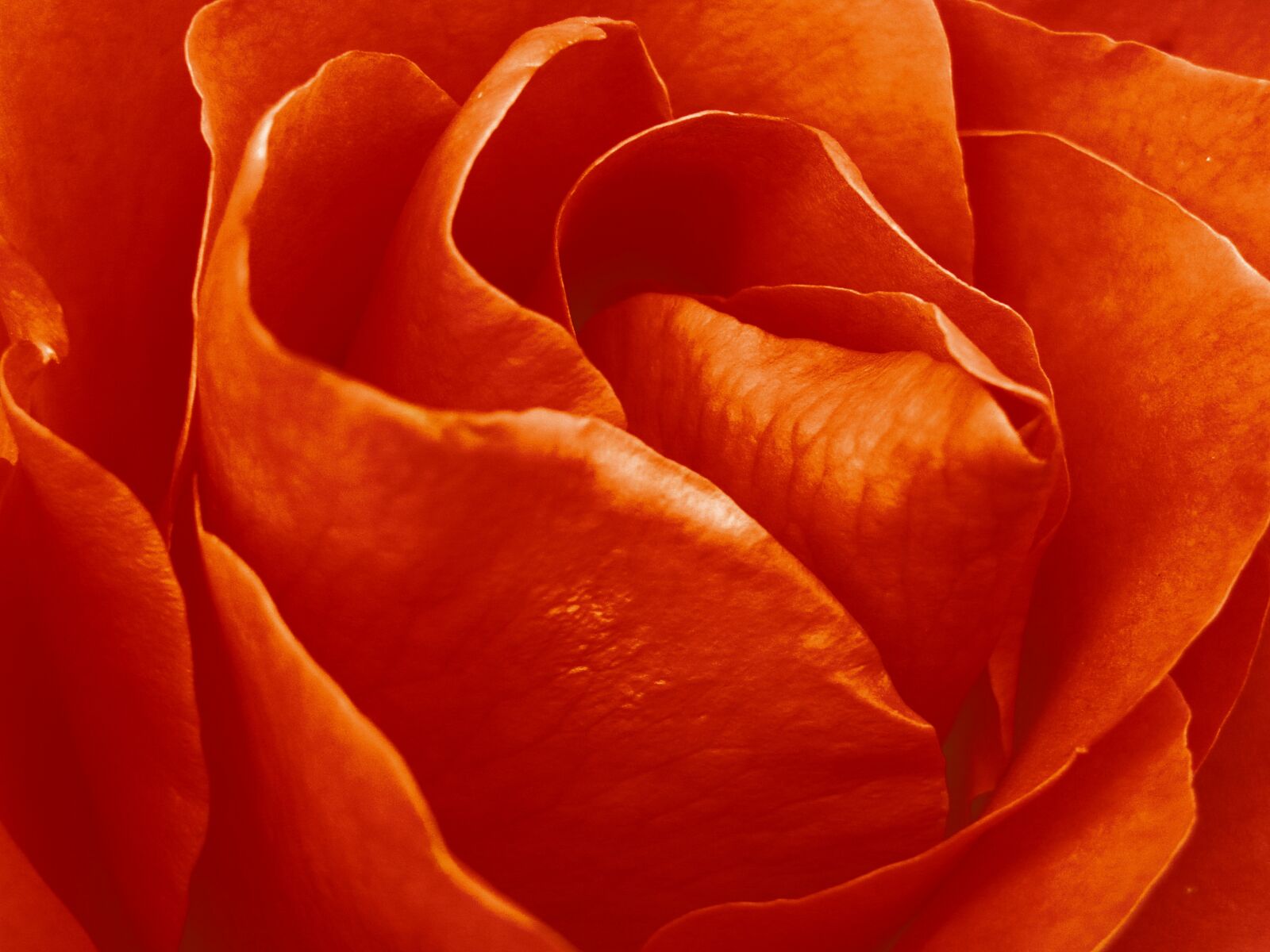 Sony Cyber-shot DSC-H90 sample photo. Rose, flower, rose wallpaper photography