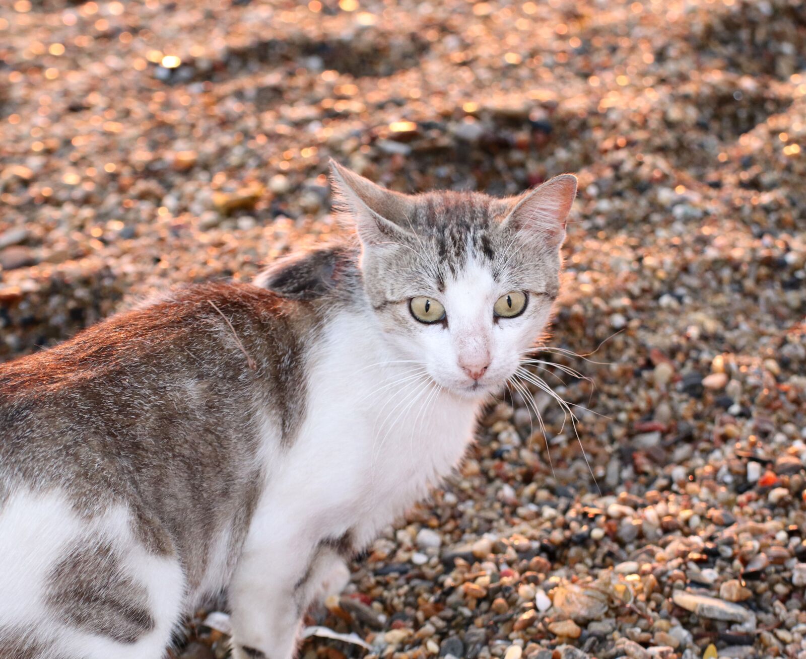 Canon EOS 200D (EOS Rebel SL2 / EOS Kiss X9) sample photo. Cat, beach, animal photography