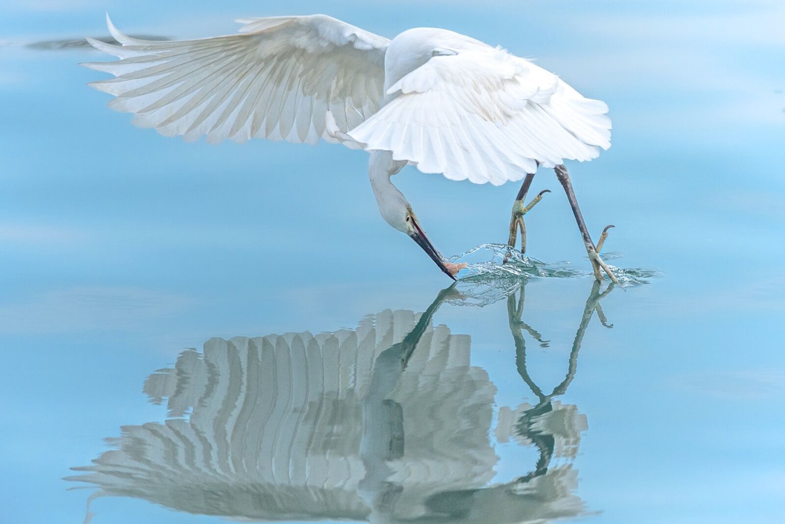 Nikon D750 sample photo. Heron, bird, nature photography