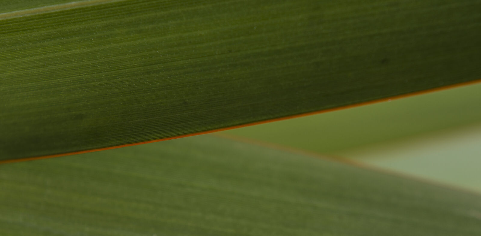 Nikon D7000 + Nikon AF-S Nikkor 50mm F1.8G sample photo. Abstract, abstrato, background, brazilian photography