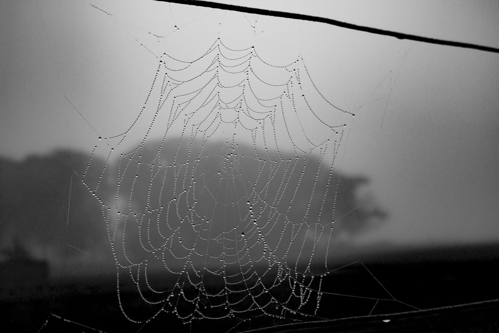 Canon EOS 650D (EOS Rebel T4i / EOS Kiss X6i) sample photo. Spiderweb, black and white photography