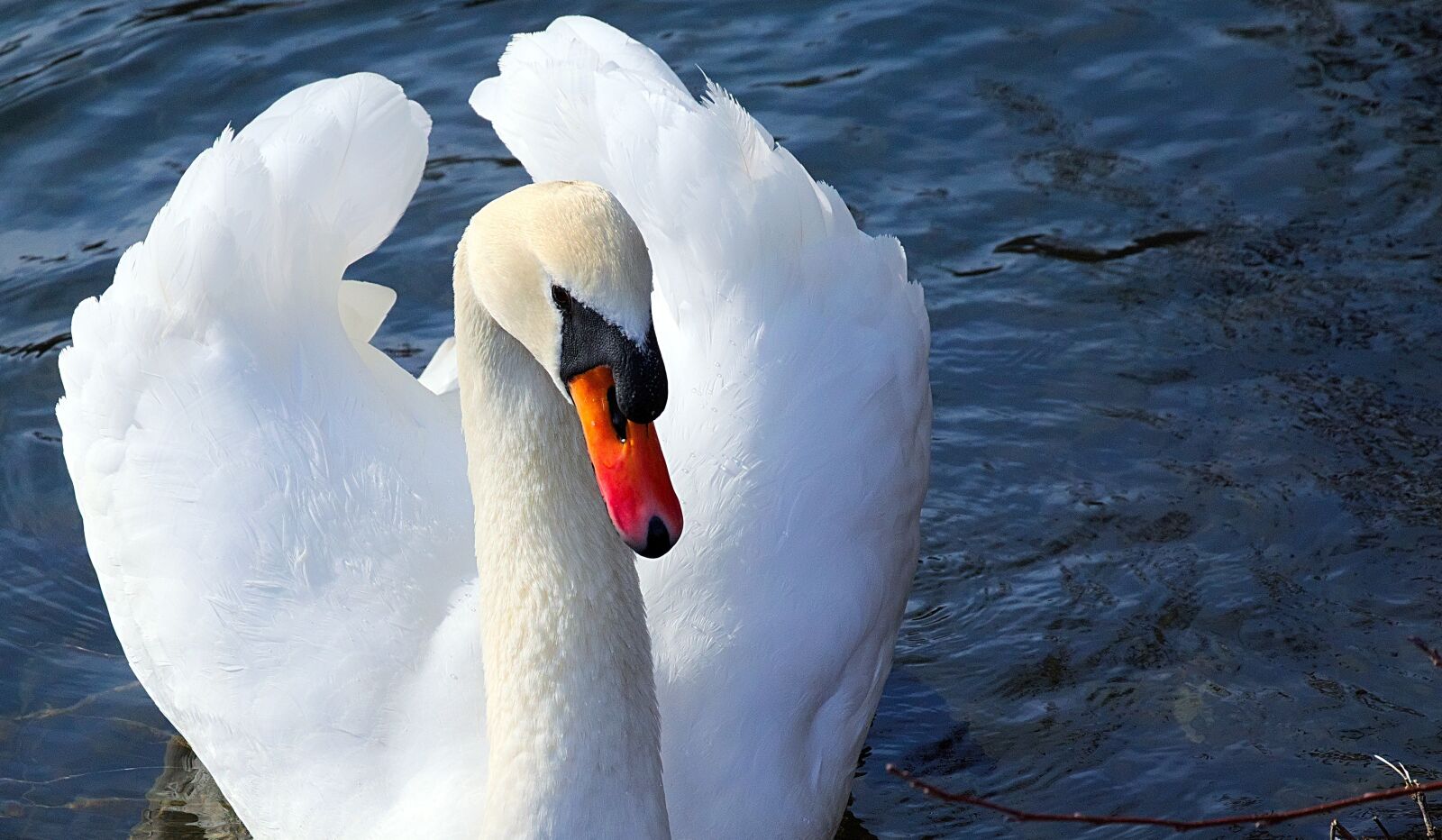 Nikon D3300 sample photo. Swan, white, close up photography
