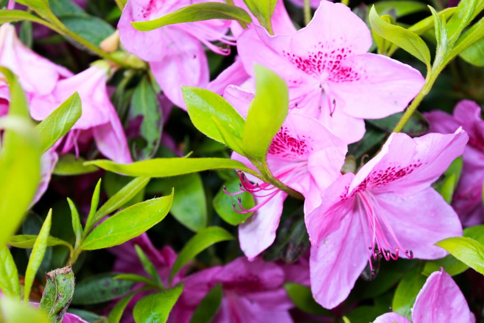 Canon EOS 1100D (EOS Rebel T3 / EOS Kiss X50) sample photo. Pink, green, flower photography
