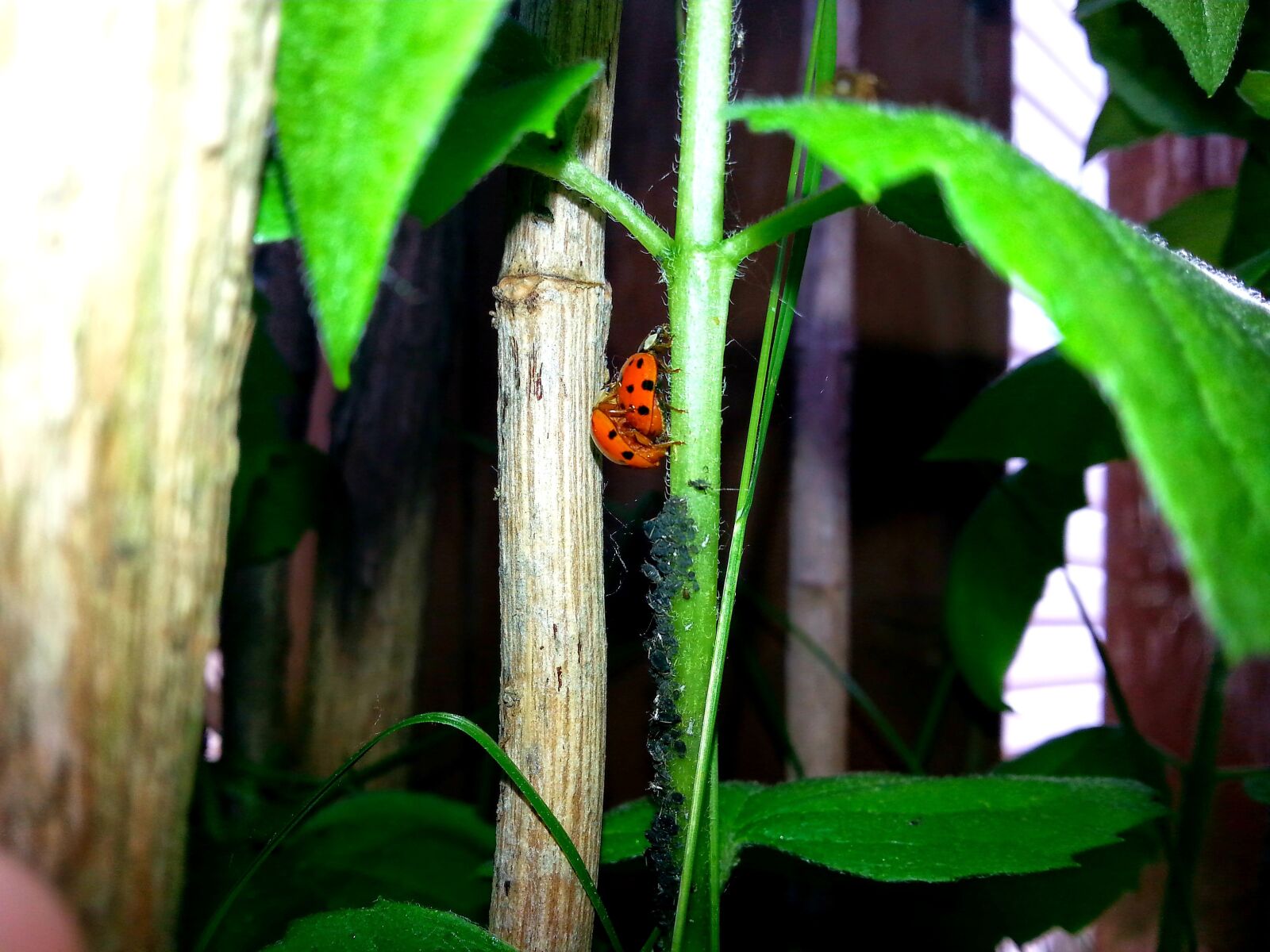 Samsung Galaxy S3 sample photo. Ladybug, plant, garden photography