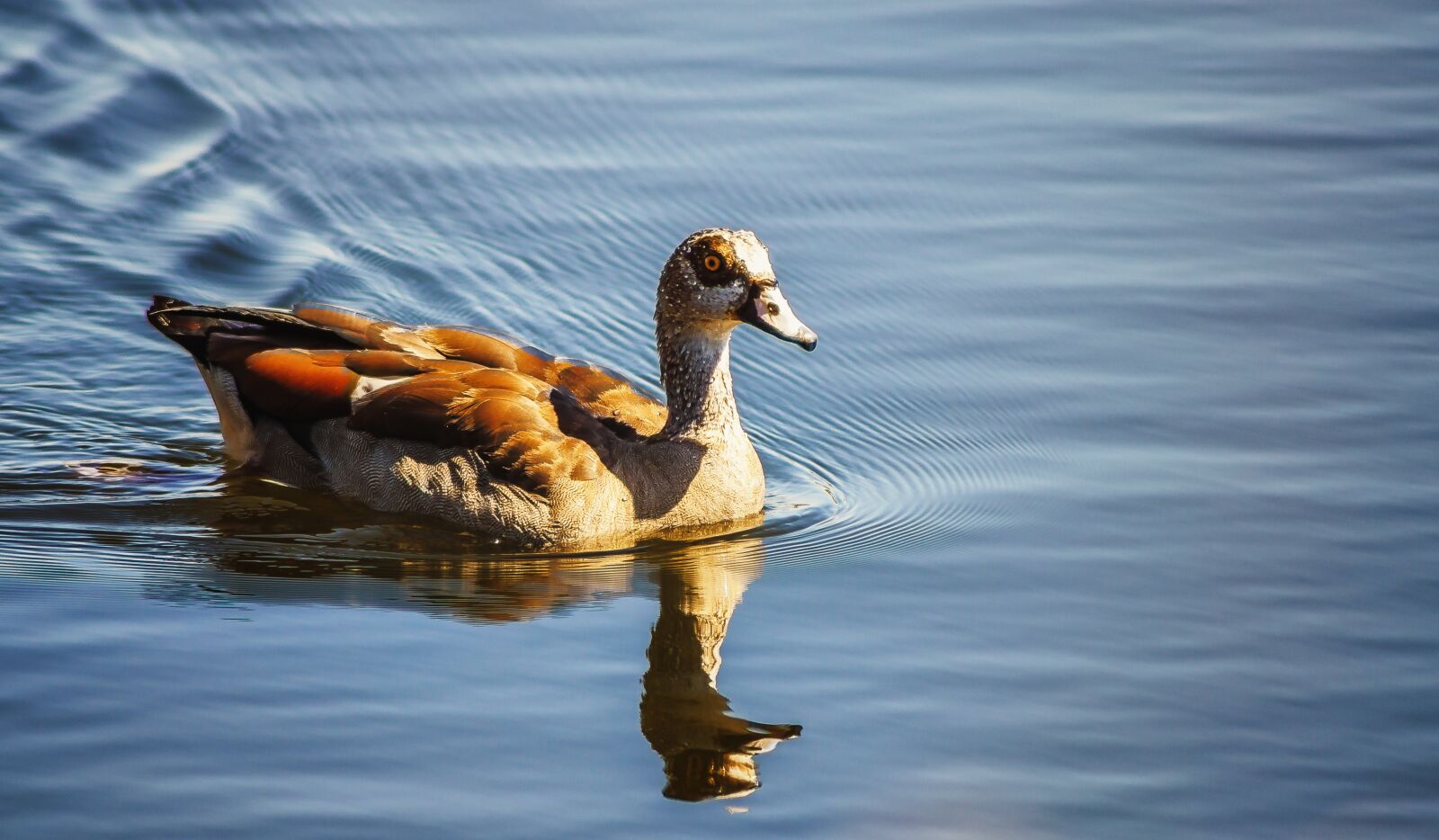 Nikon D7000 sample photo. Goose, water, ripples photography