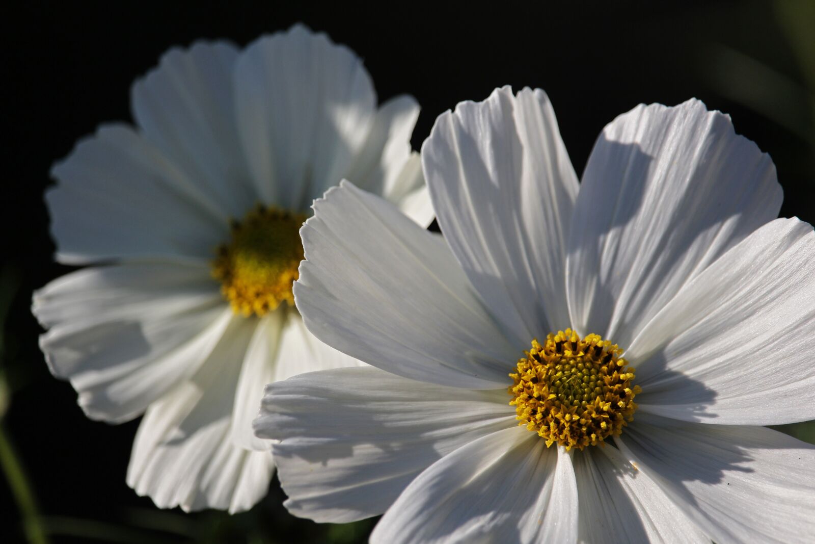 Canon EF-S 55-250mm F4-5.6 IS STM sample photo. Cosmos, white beauty, cosmea photography