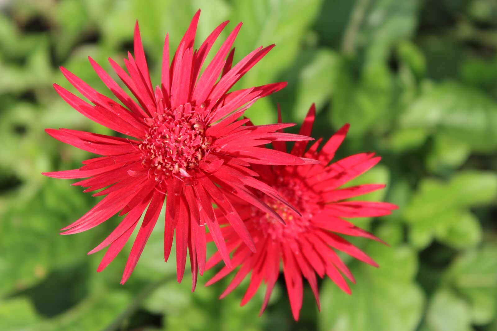 Canon EOS 600D (Rebel EOS T3i / EOS Kiss X5) sample photo. Flowers, red, summer photography